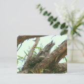 uil frogmouth briefkaart (Staand voorkant)