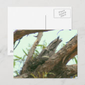 uil frogmouth briefkaart (Voorkant / Achterkant)