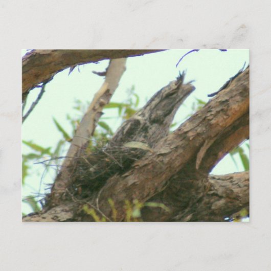 uil frogmouth briefkaart (Voorkant)