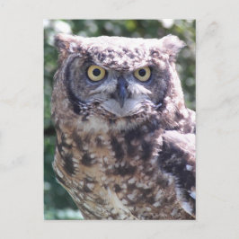 Uil houdt je in de gaten! briefkaart