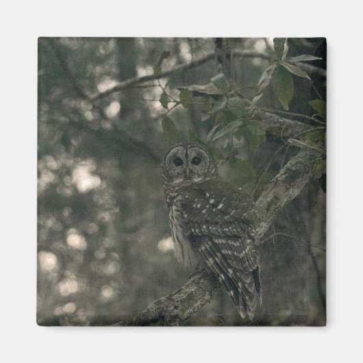 Uil in het bos magneet (Voorkant)