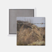 uil magneet (Voorkant / Achterkant)