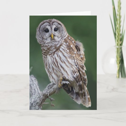 Uil met spalk (Strix varia) Kaart (Voorkant)
