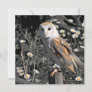 Uil Portrait Briefkaart