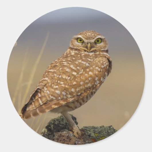 uil ronde sticker (Voorkant)