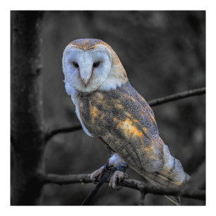 Uil: selectieve kleurenfotografie foto afdruk