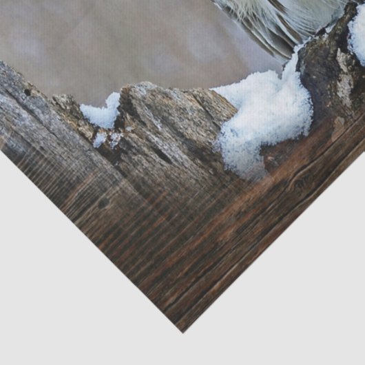 Uil Tissuepapier (Detail)