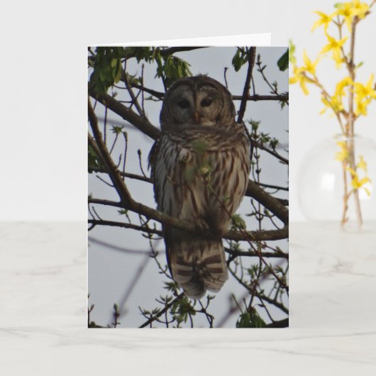 Uil, verjaardag kaart (Gele Bloem)