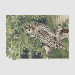  Uil Vogel Bos Berkenboom Bossen Decoupage Tissuepapier
