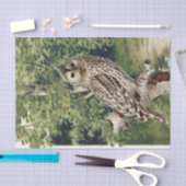  Uil Vogel Bos Berkenboom Bossen Decoupage Tissuepapier (Craft)