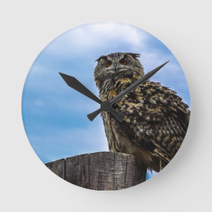 Uil Vogel Veren Dier Natuur Bestemming Vrede Liefd Ronde Klok