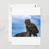 Uil Vogel Veren Dier Natuur Destiny Vrede Liefde Briefkaart (Voorkant / Achterkant)