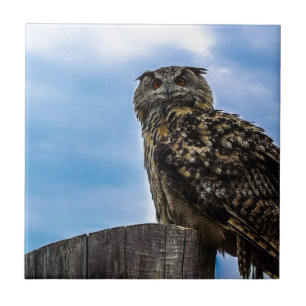 Uil Vogel Veren Dier Natuur Destiny Vrede Liefde Tegeltje