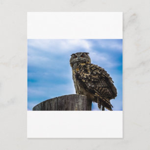 Uil Vogel Veren Dier Natuur Lotsbestemming Vrede L Briefkaart