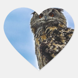 Uil Vogel Veren Dier Natuur Lotsbestemming Vrede L Hart Sticker