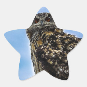 Uil Vogel Veren Dier Natuur Lotsbestemming Vrede L Ster Sticker