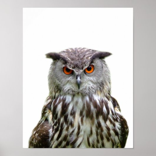 Uil wilde bosdier foto peekaboo kinderkamer poster (Voorkant)