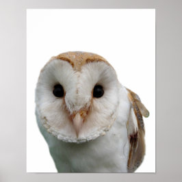 Uil wilde dier foto peekaboo kinderkamer poster