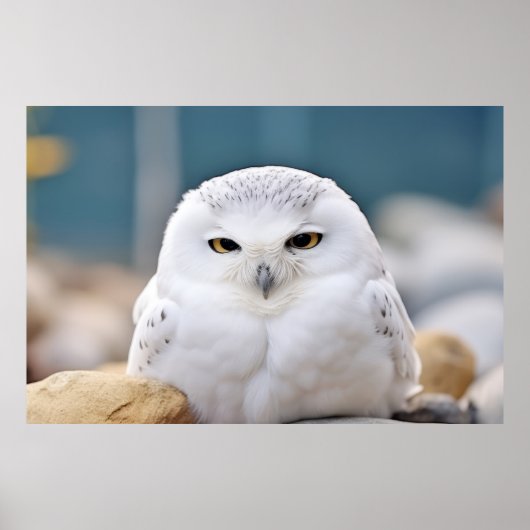Uil Wilde Vogel Dier Rustig Vreedzaam Poster (Voorkant)