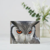 uilen briefkaart (Staand voorkant)