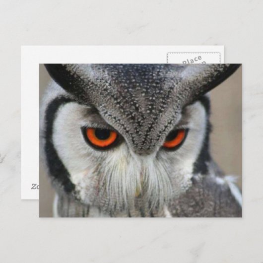 uilen briefkaart (Voorkant / Achterkant)
