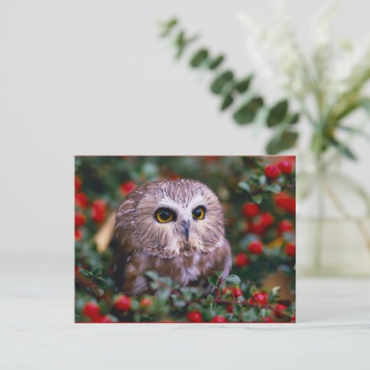 uilen briefkaart (Staand voorkant)