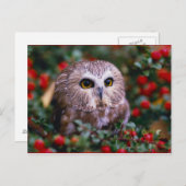 uilen briefkaart (Voorkant / Achterkant)