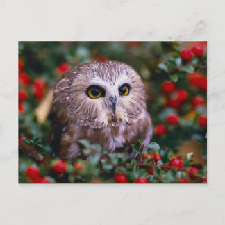 uilen briefkaart