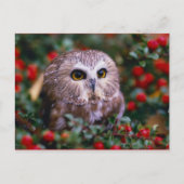 uilen briefkaart (Voorkant)