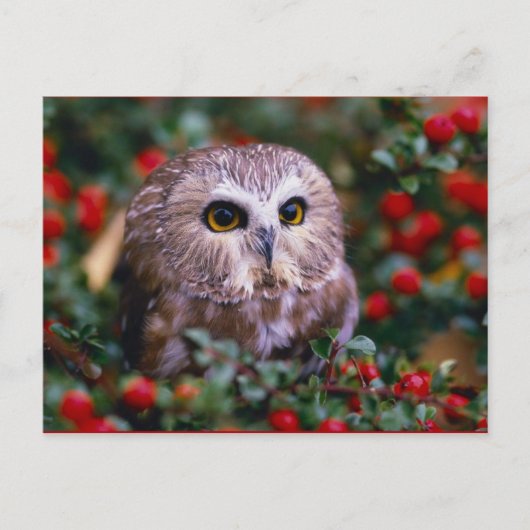 uilen briefkaart (Voorkant)