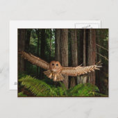 uilen briefkaart (Voorkant / Achterkant)