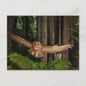 uilen briefkaart (Voorkant)