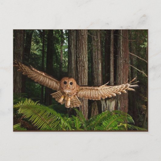 uilen briefkaart (Voorkant)