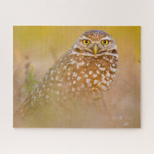 Uilen - Roofvogels. Legpuzzel