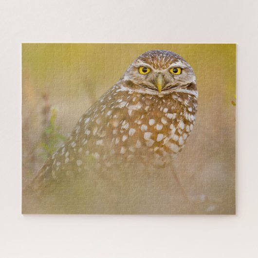 Uilen - Roofvogels. Legpuzzel (Horizontaal)