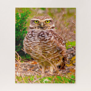 Uilen - Roofvogels. Legpuzzel