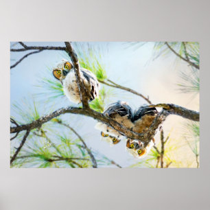 Uilen Wildlife Fotografie Grote Gehoornde Baby Uil Poster