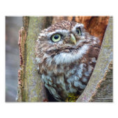 uilfoto foto afdruk (Voorkant)