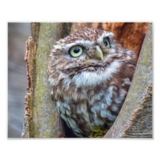 uilfoto foto afdruk (Voorkant)