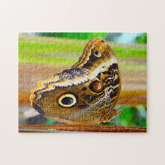Uilvlinder. Legpuzzel (Horizontaal)