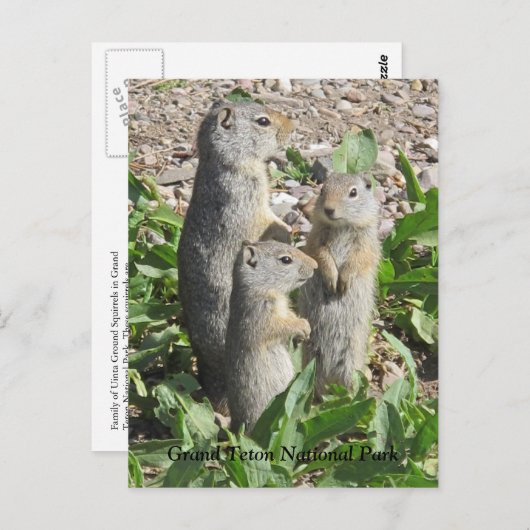 Uinta Ground Squirrel Family Briefkaart (Voorkant / Achterkant)