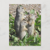 Uinta Ground Squirrel Family Briefkaart (Voorkant)
