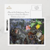 Uit Barbados! Sandy Lane Resort Briefkaart (Voorkant / Achterkant)