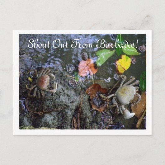 Uit Barbados! Sandy Lane Resort Briefkaart (Voorkant)