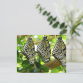 Uit cocons-Briefkaart voortkomende Briefkaart (Staand voorkant)