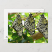 Uit cocons-Briefkaart voortkomende Briefkaart (Voorkant / Achterkant)