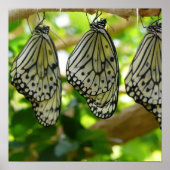 Uit cocons-Poster voortkomende Poster (Voorkant)