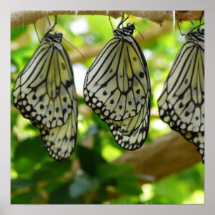 Uit cocons-Poster voortkomende Poster