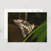 Uit het donker - vlinder die op blad zit briefkaart (Voorkant / Achterkant)