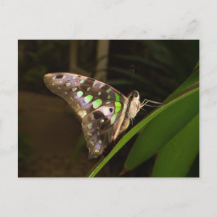 Uit het donker - vlinder die op blad zit briefkaart